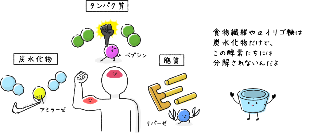 食物繊維やαオリゴ糖は炭水化物だけど、この酵素たちには分解されないんだよ
