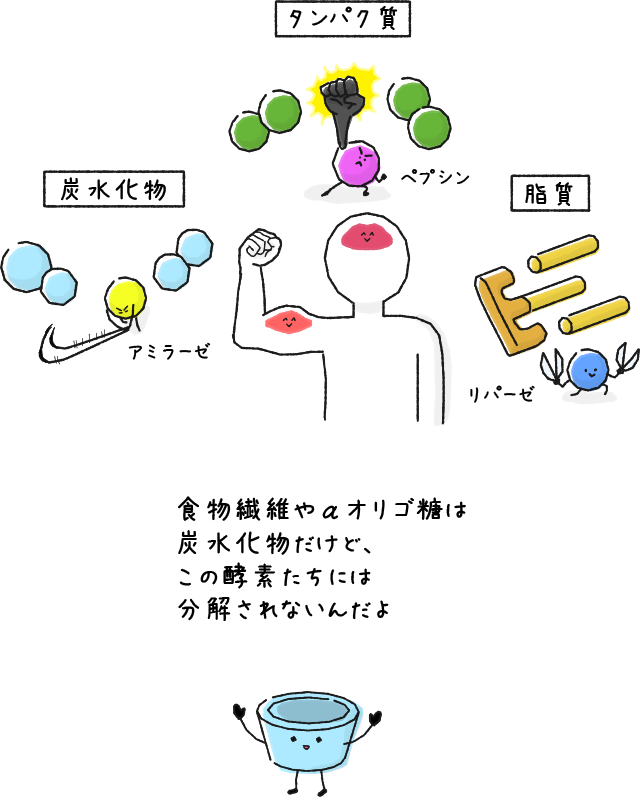 食物繊維やαオリゴ糖は炭水化物だけど、この酵素たちには分解されないんだよ
