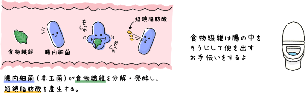 食物繊維は腸の中をそうじして便を出すお手伝いをするよ