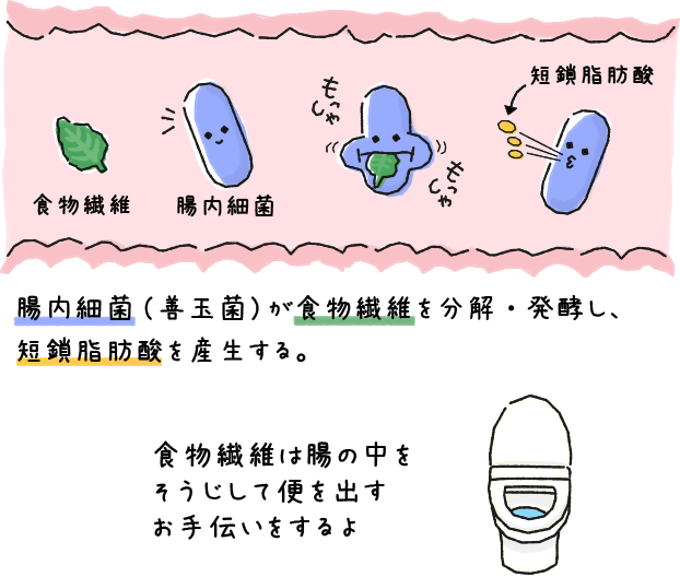 食物繊維は腸の中をそうじして便を出すお手伝いをするよ